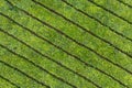 aerial vertical shot of a tea plantation with parallel paths for the tea harvest