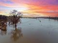 Aerial from a very old tree in a flooded landscape at the river IJssel in the Netherlands at sunset Royalty Free Stock Photo