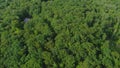 Aerial video of beautiful foliate forest and green trees captured by a drone camera