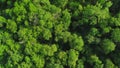 Aerial video of beautiful foliate forest and green trees captured by a drone camera