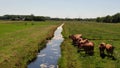 Aerial video circling around group of curious cows in meadowland, cows following the camera with their head