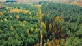 Aerial video of a flight over a dirt road in an autumn forest during leaf fall