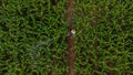 Farmers spraying pesticides plants in corn field using an automatic machine Royalty Free Stock Photo