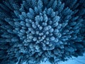 Aerial view from above of winter forest covered in snow. Pine tree and spruce forest top view. Cold snowy wilderness