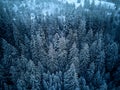 Aerial view from above of winter forest covered in snow. Pine tree and spruce forest top view. Cold snowy wilderness