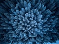 Aerial view from above of winter forest covered in snow. Pine tree and spruce forest top view. Cold snowy wilderness Royalty Free Stock Photo