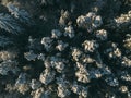 Aerial view from above of winter forest covered in snow. Pine tree and spruce forest top view. Royalty Free Stock Photo