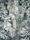 Aerial view from above of winter forest covered in snow. Pine tree and spruce forest top view. Cold snowy wilderness Royalty Free Stock Photo