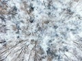 Aerial view from above of winter forest covered in snow. Pine tree and spruce forest top view. Cold snowy wilderness drone Royalty Free Stock Photo