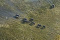 Aerial view of African Elephant herd Royalty Free Stock Photo