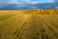 Aerial View Of An Agricultural Field With Corn Royalty Free Stock Photo