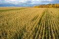 Corn planted in a straight line on the field Royalty Free Stock Photo