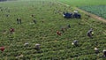 Aerial view of agricultural field with farm workers.