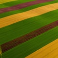 Aerial view of agricultural fields displaying parallel, wavy bands of varying colors. The