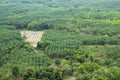 Aerial view of agriculture farm in Thailand