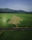 Aerial view of agriculture in rice fields for cultivation. Natural the texture for background Royalty Free Stock Photo