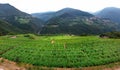 Aerial view of the alpine vineyards on a summer day. flat rows of fields, farms, small village of Faver, famous for wine Royalty Free Stock Photo