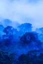 Aerial view of ancient tropical forest in blue misty, art of shape of wild trees on rainy morning Royalty Free Stock Photo