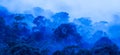 Aerial view of ancient tropical forest in blue misty, art of shape of wild trees on rainy morning Royalty Free Stock Photo