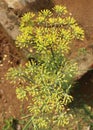 Aerial view of anise plant flowers [pimpinella anisum]. Royalty Free Stock Photo