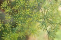 Aerial view of anise plant flowers [pimpinella anisum]. Royalty Free Stock Photo