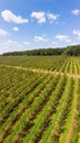 Aerial view of apple orchard, vertical landscape. Themes of agro-industrial business and gardening