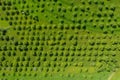 Aerial view of apple orchard. Vibrant green meadow and trees in rows Royalty Free Stock Photo