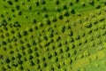 Aerial view of apple orchard. Vibrant green meadow and trees in rows Royalty Free Stock Photo