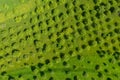 Aerial view of apple orchard. Vibrant green meadow and trees in rows Royalty Free Stock Photo