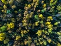 Aerial view of arctic broadleaved forest from top in autumn with sun and rays