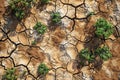 Aerial View of Arid Landscape with Green Plants Growing Through Cracked Earth Concept of Resilience and Survival Royalty Free Stock Photo