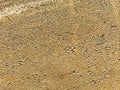 Aerial view of aridity desert pink sand studded with footprints and tire tracks