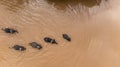 Aerial view asian elephant and Mahout enjoying bathing in river, Mahout bathe and clean asian elephant in the river, Chiang Mai,