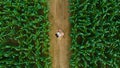 Aerial view of asian farmer standing in corn field with laptop in his hands and examining crop