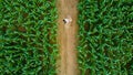 Aerial view of asian farmer standing in corn field with laptop in his hands and examining crop