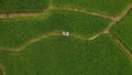 Aerial view of asian lover walking on rice field ridge. People taking pre wedding photography in rice terrace. Green rice farm in