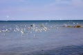 Aerial view, atlantic, clouds, oleron, atlantic ocean marsh, storm, duck, lighthouse Royalty Free Stock Photo