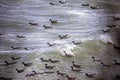 Aerial view, atlantic, clouds, oleron, atlantic ocean marsh, storm, duck, lighthouse Royalty Free Stock Photo