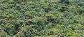 Aerial view of the Atlantic Forest in Brazil with Jucara palm trees on a sunny day