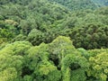 aerial view atlantic forest mature trees pines araucarias and ipes Royalty Free Stock Photo