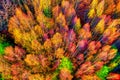 Aerial view of autumn forest . Amazing landscape , trees with red and orange leaves in day, National Park Livaditis Xanthi, Greece Royalty Free Stock Photo