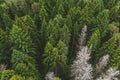 Aerial view of the autumn forest with dry old white trees. Forest texture top view Royalty Free Stock Photo