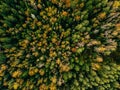 Aerial view of autumn forest. Fall landscape with red, yellow and green trees. Royalty Free Stock Photo