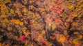 Autumn of Naejangsan National Park,South Korea Royalty Free Stock Photo