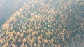 Aerial view of autumn pine forest with yellow and green trees in the mountains Royalty Free Stock Photo