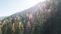 Aerial view of autumn pine forest with yellow and green trees in the mountains Royalty Free Stock Photo