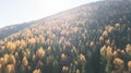 Aerial view of autumn pine forest with yellow and green trees in the mountains Royalty Free Stock Photo