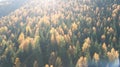 Aerial view of autumn pine forest with yellow and green trees in the mountains Royalty Free Stock Photo