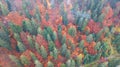 Aerial view of autumn pine forest with yellow and green trees in the mountains Royalty Free Stock Photo