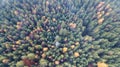 Aerial view of autumn pine forest with yellow and green trees in the mountains Royalty Free Stock Photo